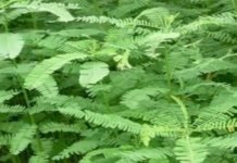 Farmers for green manure Dhaincha seeds will be available in free
