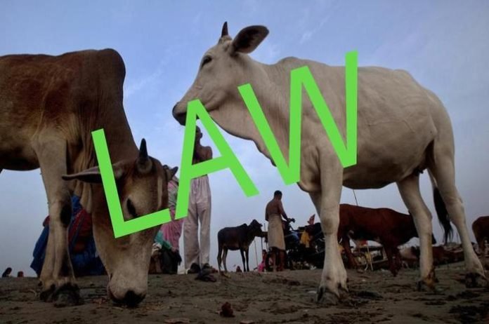 new laws of Gau hatya