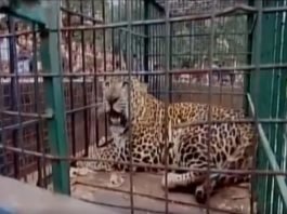 leopard