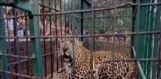 leopard