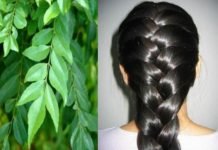 Curry leaf
