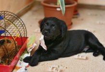 जानिए कैसे रखे दीवाली पर अपने पेट्स का ध्यान Pets
