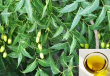 Incredible Benefits of Neem Oil