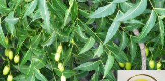 Incredible Benefits of Neem Oil