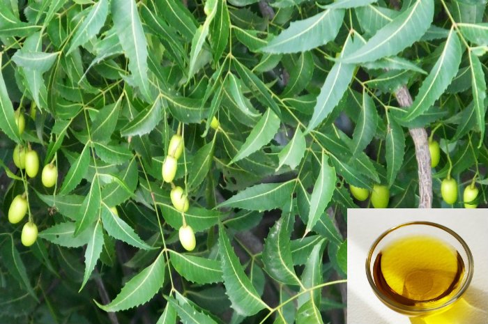 Incredible Benefits of Neem Oil