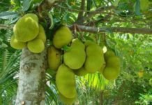 अब हड्डियों से संबंधित किसी प्रकार की शिकायत दूर करेगा कटहल Jackfruit.
