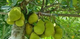 Jackfruit.