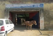donkeys locked in jail
