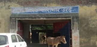 donkeys locked in jail