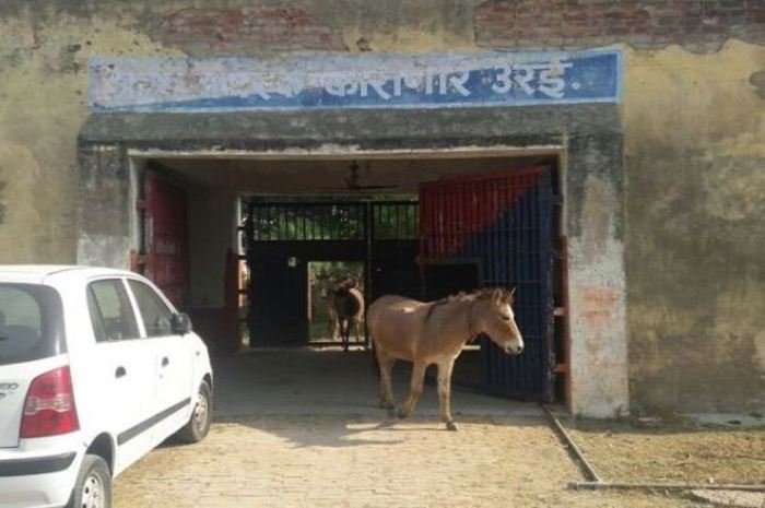 donkeys locked in jail