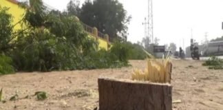 tree cutting in churu