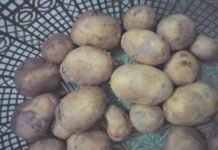 patato