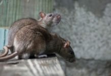 RAT