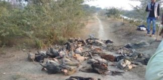 Cattle recovered