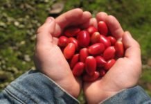बेर से होने वाले कुछ अनजाने लाभ Berry