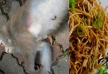 Dead Monkey