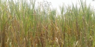 गन्ना पेराई सीजन 2018-19 के पेराई योग्य गन्ने की रकबा मात्रा का आंकलन