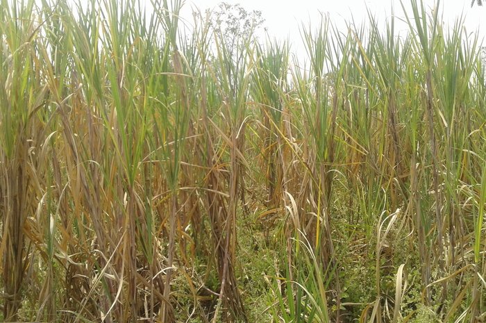 गन्ना पेराई सीजन 2018-19 के पेराई योग्य गन्ने की रकबा मात्रा का आंकलन