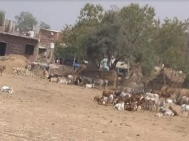 Cow condition in muraina