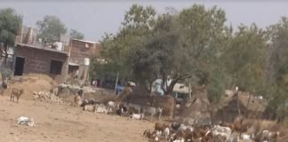 Cow condition in muraina