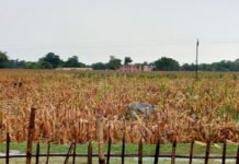 किशनगंज जिले में क्या इस बार भी मकई किसानों के लिए बारिस बनेगा खलनायक ? Maize