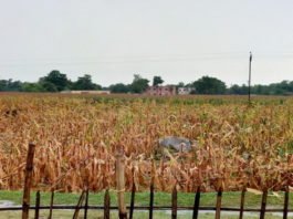 किशनगंज जिले में क्या इस बार भी मकई किसानों के लिए बारिस बनेगा खलनायक ? Maize