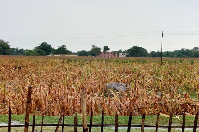 Maize
