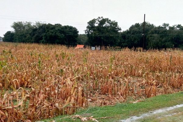 Maize