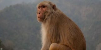 बंदर