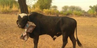 बाबा नंदी के साथ गलत काम - सहदेव शर्मा