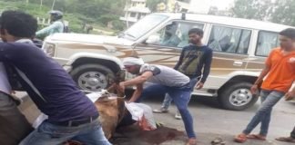 गौवंश की मौत