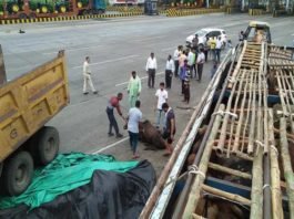 मांगलिया बाईपास पर पकड़ा गायों से भरा ट्रक मांगलिया बाईपास पर पकड़ा गायों से भरा ट्रक