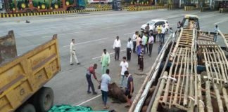 मांगलिया बाईपास पर पकड़ा गायों से भरा ट्रक