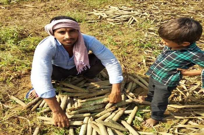 निवाई में बारिश से बाजरे की फसल में नुकसान